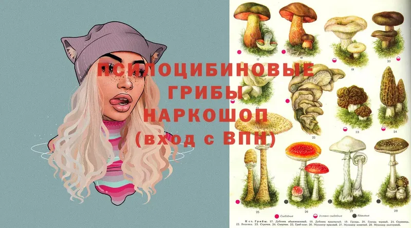 omg вход  Бирск  Галлюциногенные грибы Psilocybe 